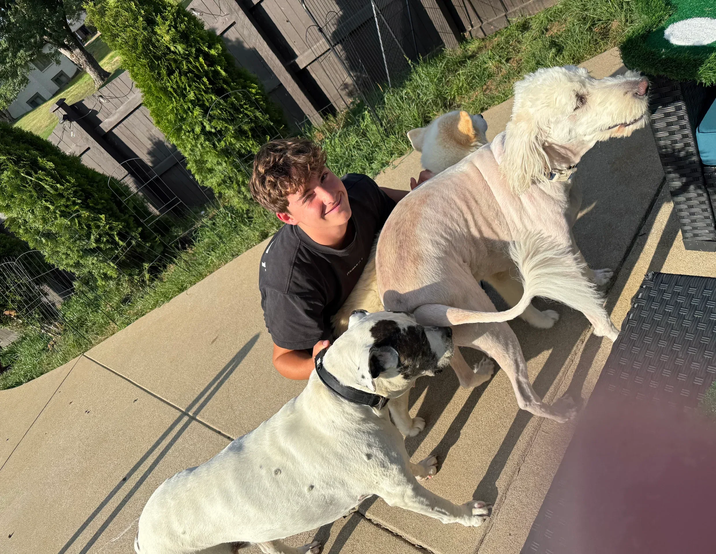 Max outside with a group of dogs